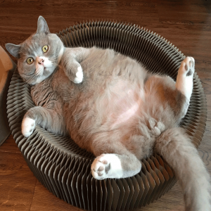 Cat Cardbord Round Scratcher